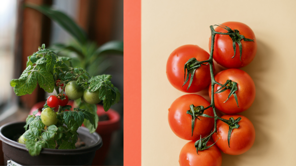 como plantar tomate-cereja em casa