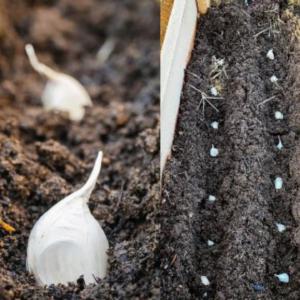 Como plantar alho para obter grandes rendimentos: Guia fácil para iniciantes