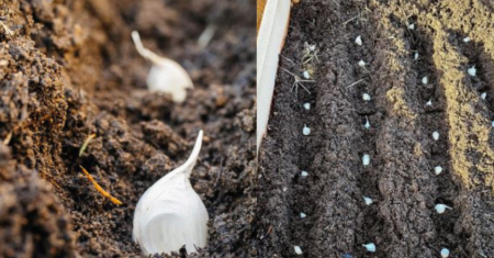 Como plantar alho para obter grandes rendimentos: Guia fácil para iniciantes
