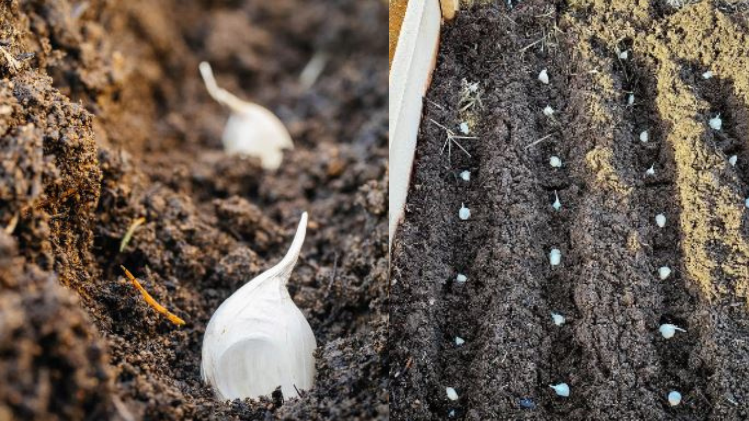 como plantar alho em casa